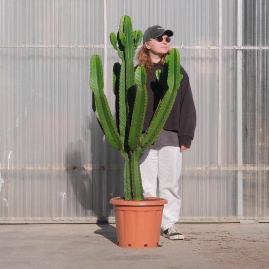 Cactus Euphorbia