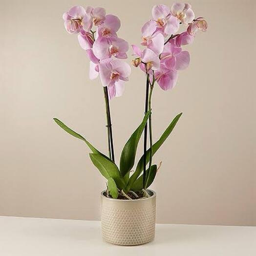 Orchidee