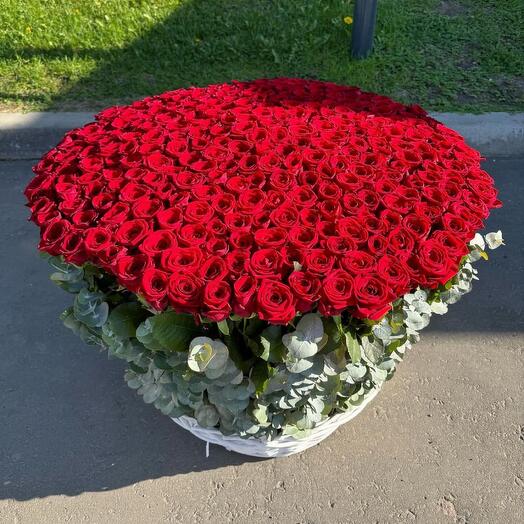 351 red Rose in basket