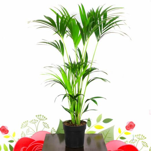 Комнатные растения в горшках Roots Flowers Ховея Форстериана d30 - купить в инте