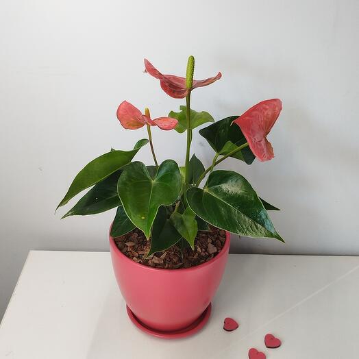 The anthurium is red