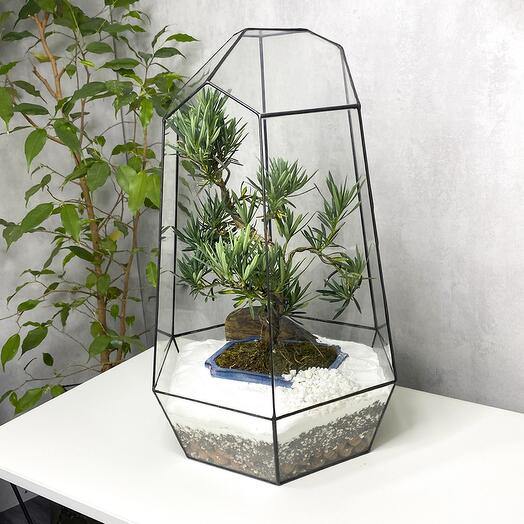 Бонсай Подокарпус Макрофилус Bonsai Podocarpus macrophyllus Shape Without Dri в флорариуме Айсберг