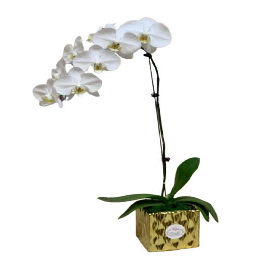 Single White Phalaenopsis