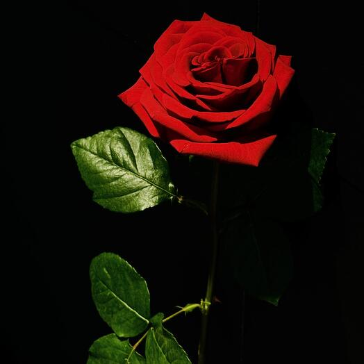 Holenderska Czerwona róża 70cm