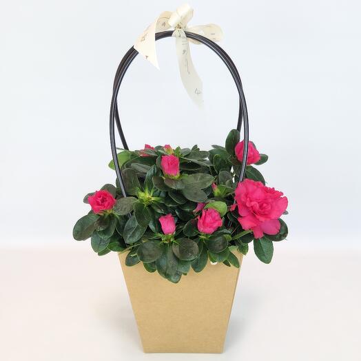 Cherry Azalea Indica in a craft box, D-12
