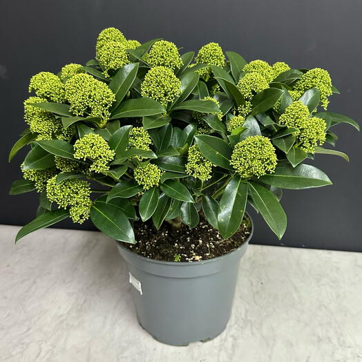 Skimmia japonica white globe Indoor plant