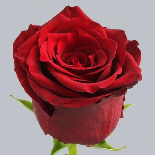 Роза Эквадор