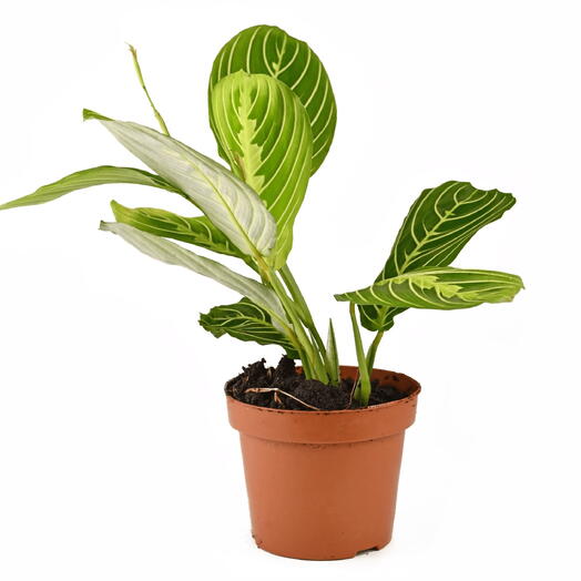 Maranta Lemon Lime Plant (Lemon Lime, Prayer plant) in a beautiful white ceramic Pot