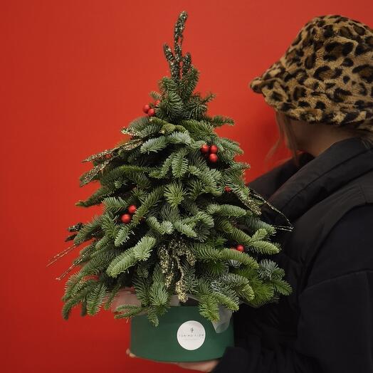 Ёлка из голубой ели (нобилис)