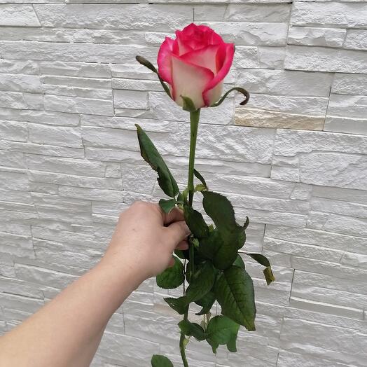 Роза Джумилия