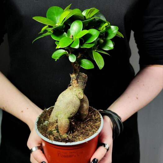 Фикус микрокарпа (Ficus microcarpa) в горшке D12см