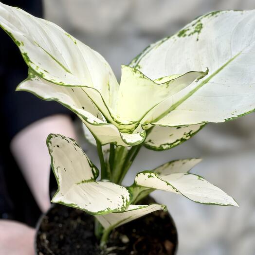 Аглаонема Вайт Джой (Aglaonema White Joy) D12см