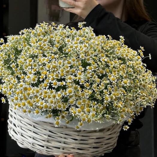 Большая корзина с ромашками