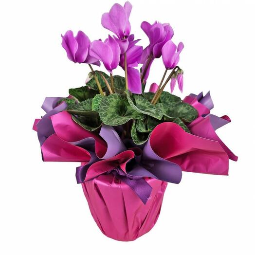 Pembe Cyclamen Çiçeği