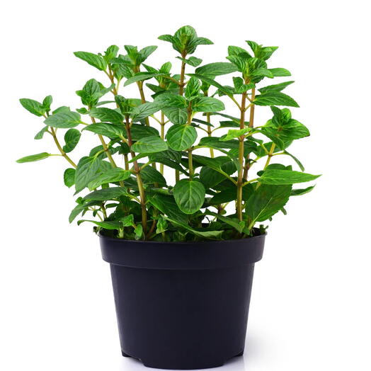 Mint Mentha 2 plants