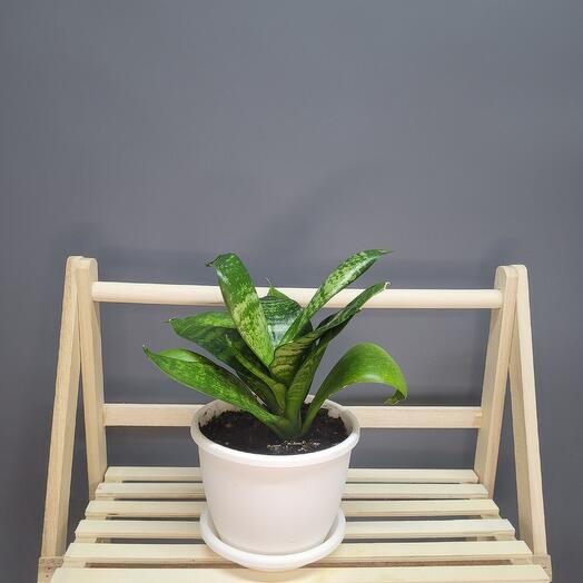 Sansevieria Hanni