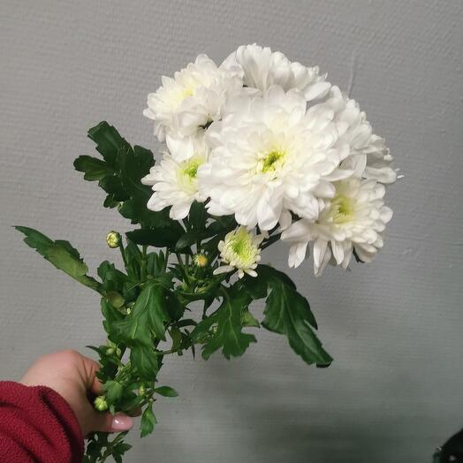 Хризантема кустовая Балтика