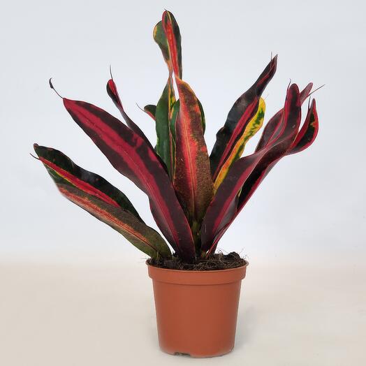 Croton Codium Mammy Mini, D-7