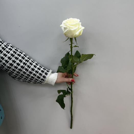 Белые розы Эквадор 70см (5)
