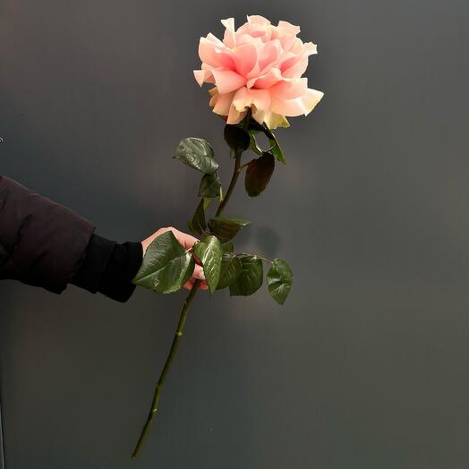 Rosa rosa francesa