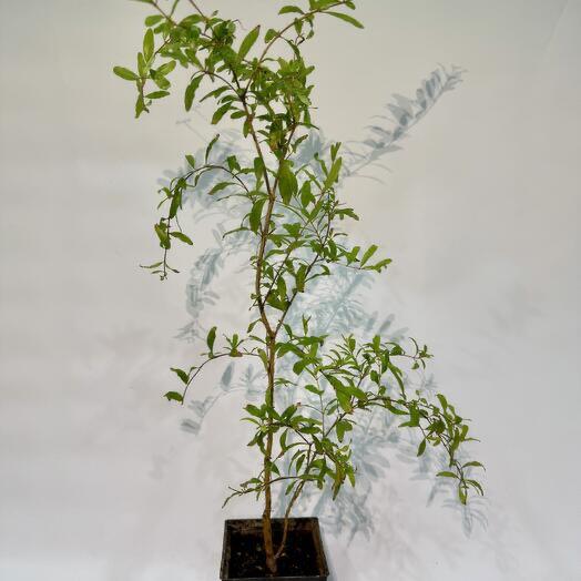 Гранат Комнатный Punica Granatum