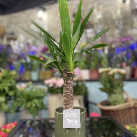 Yucca Elpehantis Toufee + Cache pot 🫙