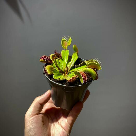 Венерина мухоловка