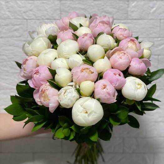 Голландские пионы «Сара»