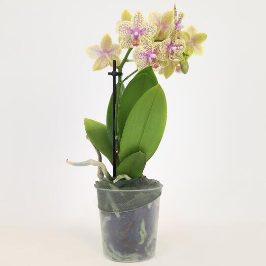 Орхидея «Эмоции и Впечатление» (фаленопсис), D-12