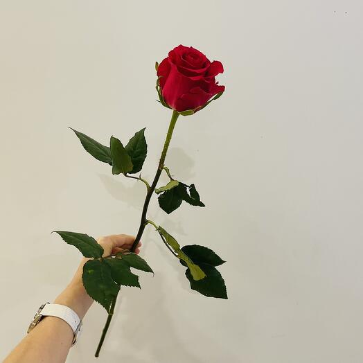 Роза 🌹 Готча