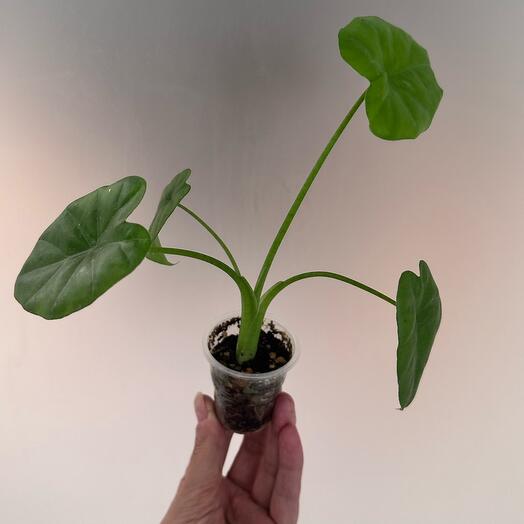 Alocasia LONGILOBA или Алоказия Длиннолопастная