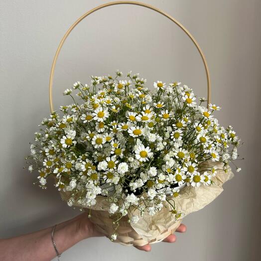 Basket with daisies (matricaria and gypsophila in a basket)