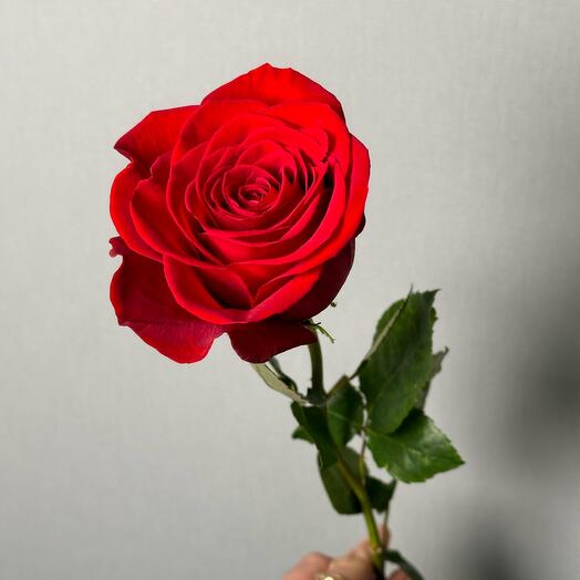 Роза червона Фрідом