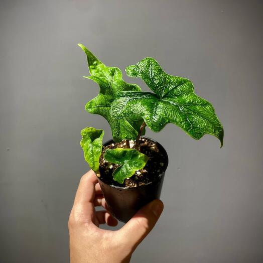 Алоказия Жаклин