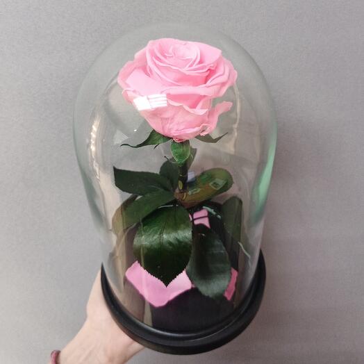 Розовая роза в колбе