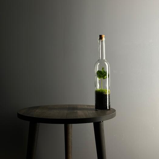 Экосистема в бутылке Bottle 3 с живым мхом и растением