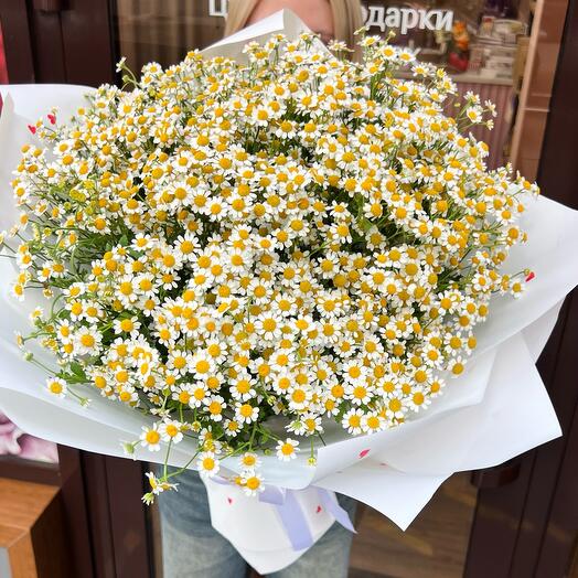 Матрикария