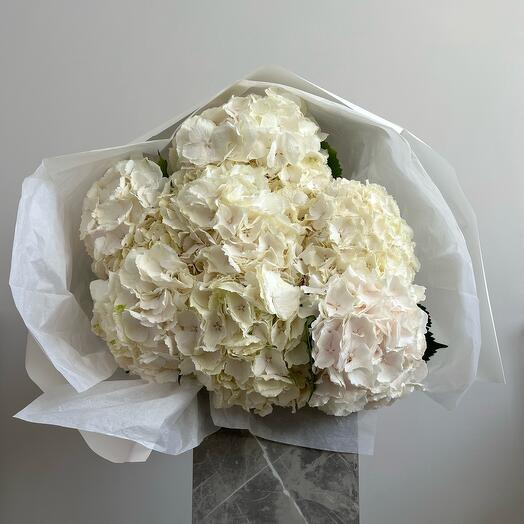 Hortensias blanches