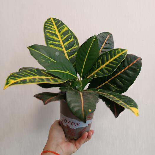 Комнатное растение Кротон🍀🍀🍀