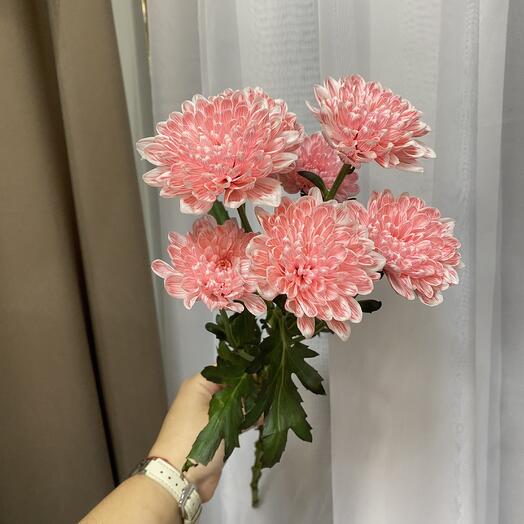 Хризантема кустовая 🌸