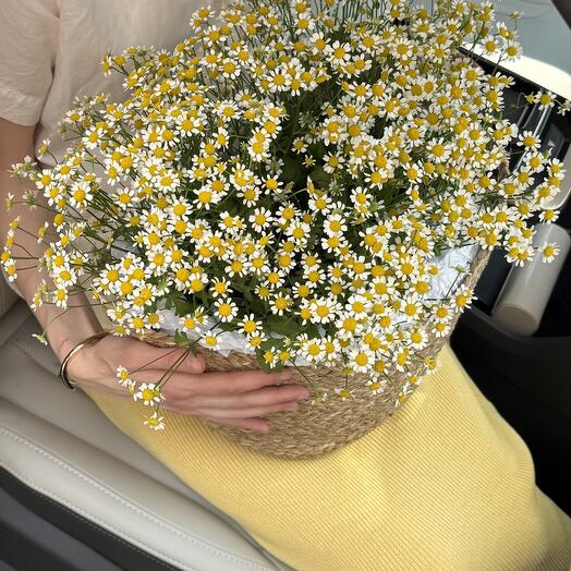 Шикарные ромашки, чтобы точно удивить