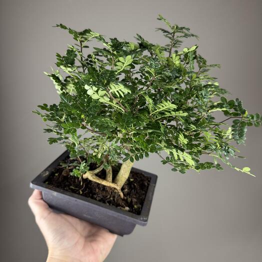 Фисташка бонсай