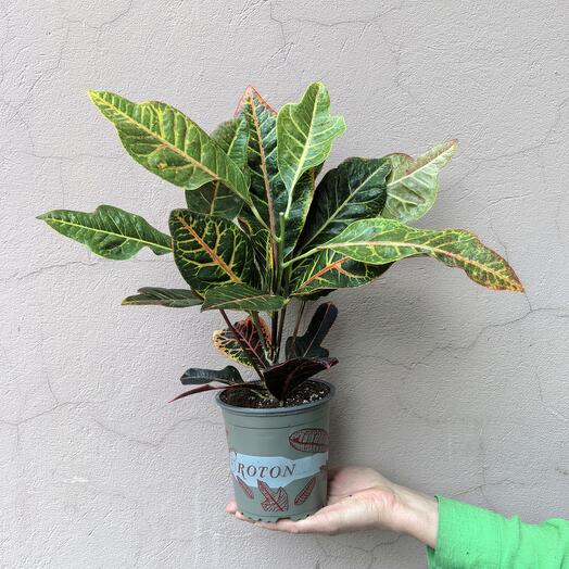 Кодиеум (Кротон) Экселент (d -13)