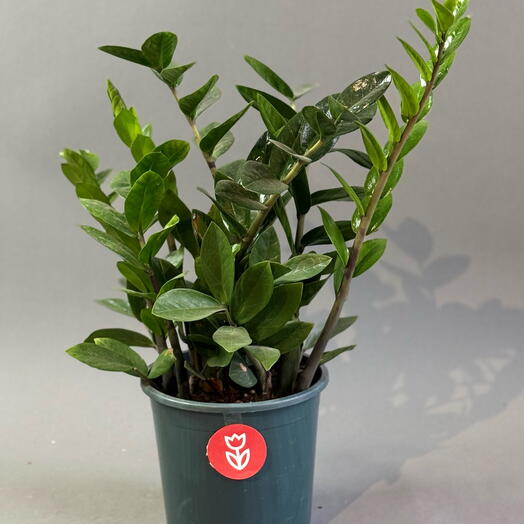 Замиакулькас