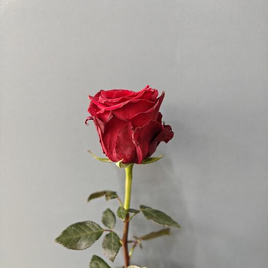 Роза одноголовая