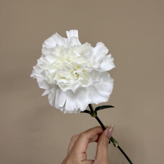 Диантус белый