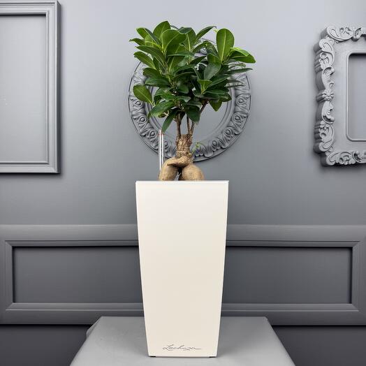 Комнатное растение Фикус в кашпо Lechuza D 14 Высота 45