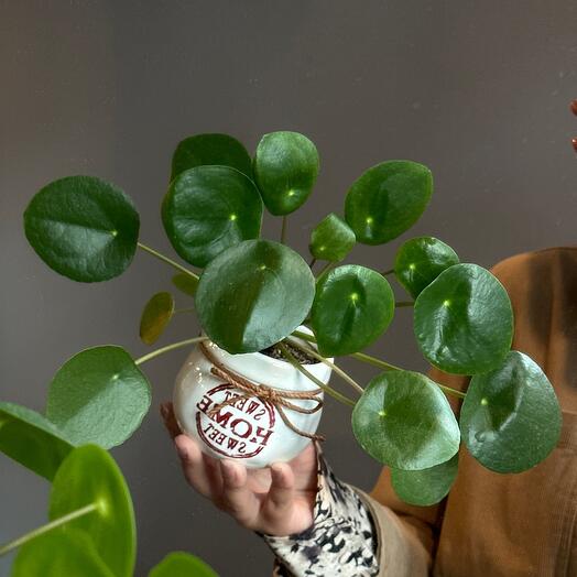 Пилея Пеперомиевидная