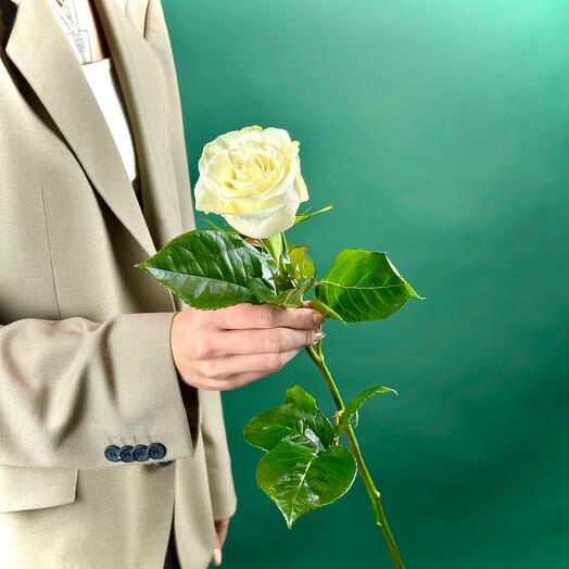 Роза Мондиаль