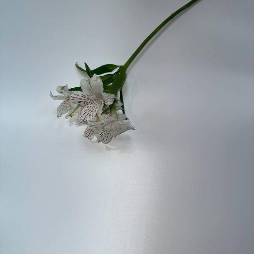 Альстромерия микс